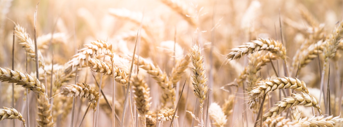 Darmgesundheit: Warum jeder von einer gluten-reduzierten Ernährung profitieren kann Darmgesundheit: Warum jeder von einer gluten-reduzierten Ernährung profitieren kann