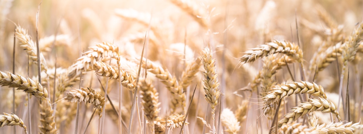 Darmgesundheit: Warum jeder von einer gluten-reduzierten Ernährung profitieren kann