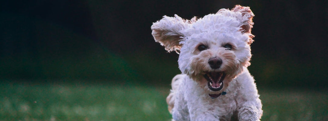 Knochenbrühe hund